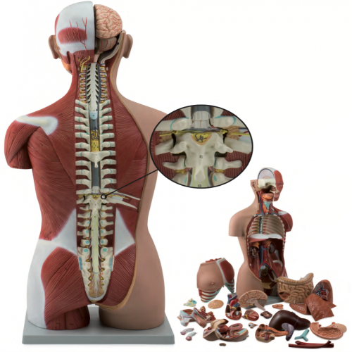 男、女兩性人體背部開放式半身肌肉軀干模（87cm/29件）型