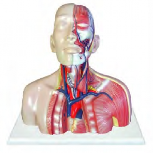 頭、頸、胸靜脈回流模型