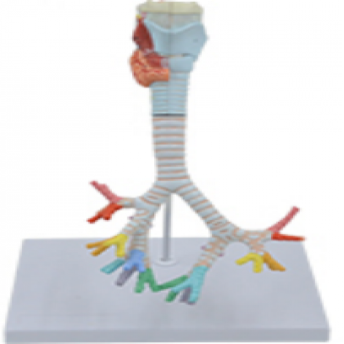 喉與氣管、支氣管模型