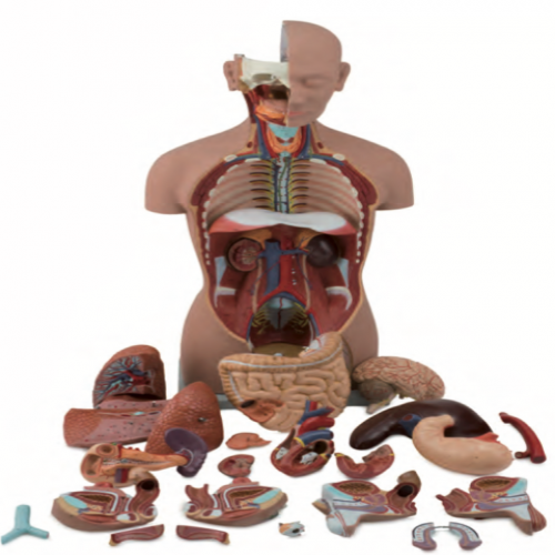 男、女兩性人體半身軀干模型（85cm/25件）