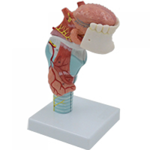 喉連舌、牙模型