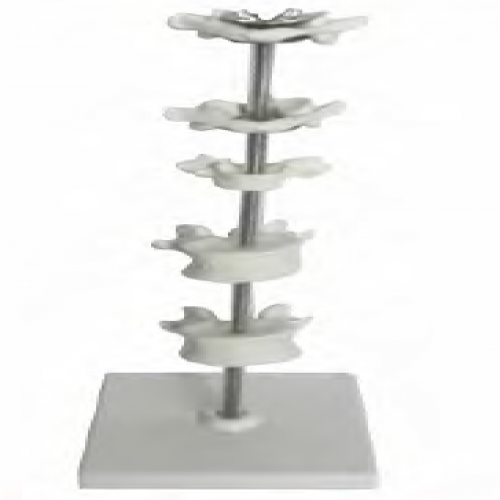 寰、樞、頸、胸、腰椎模型