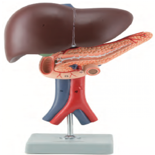 肝、胰和十二指腸模型