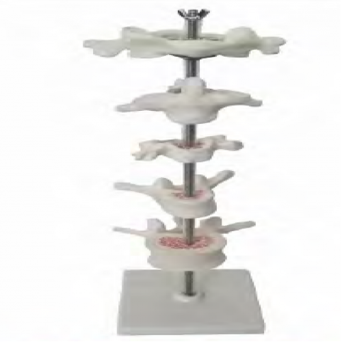 寰、樞、頸、胸、腰椎放大模型