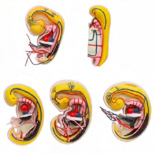 消化、呼吸、泌尿生殖、體腔的發(fā)生解剖示教模型