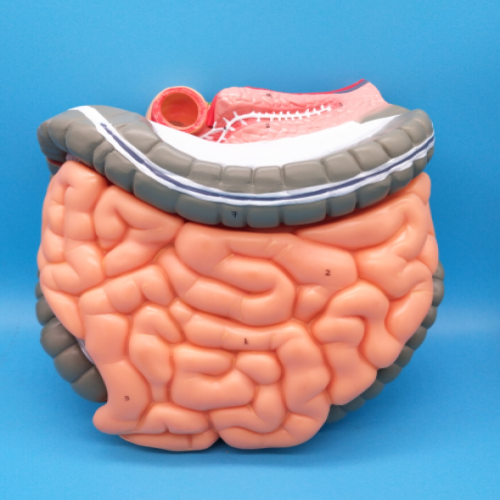 結(jié)腸空、回腸解剖模型（大腸解剖模型）