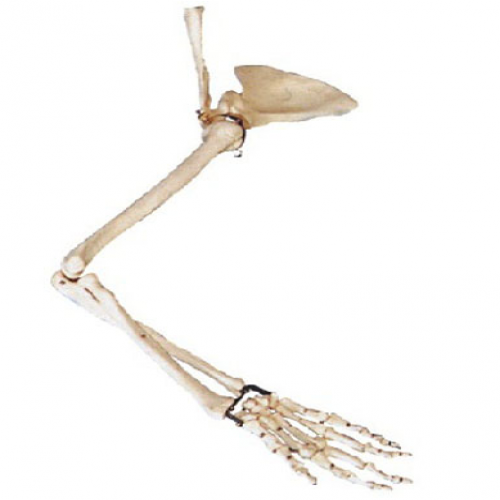 手臂骨、肩胛骨、鎖骨模型