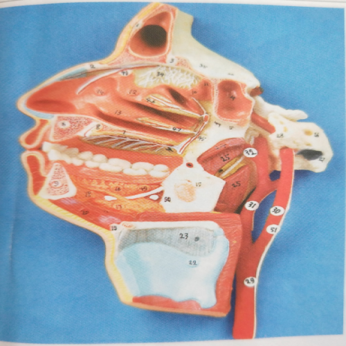 口、鼻、咽、喉內(nèi)側(cè)面血管神經(jīng)模型