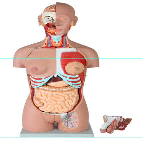 男、女兩性人體背部開放式半身軀干模型（87cm/29件）